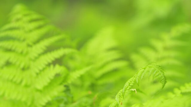 Sword fern or fishbone fern on in the green forest. Wild tropical forest. Fern in a wild forest in summer. Rack focus.