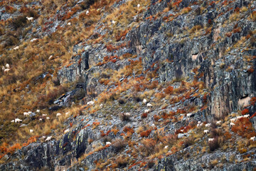Fototapeta na wymiar sheep on a mountain slope pasture background outside