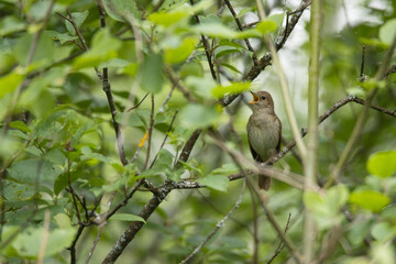 Thrush nightingale singing in the middle of lush environment in Estonia, Northern Europe
