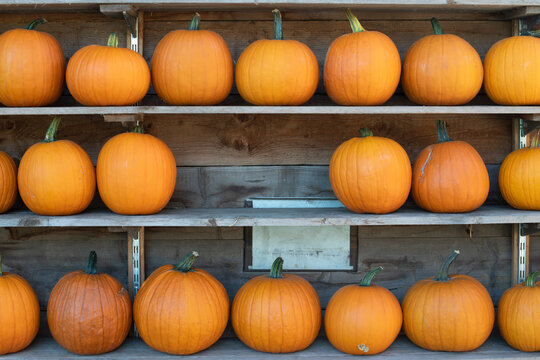 Halloween Kürbisse auf Regalen als Dekoration im Herbst, Hintergrund 