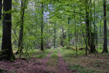 Obraz premium Dirt road crossing summertime forest