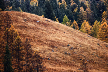 landscape mountain altai, panorama scenery freedom, autumn nature of siberia