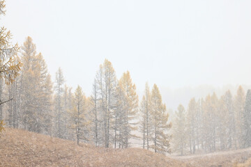 winter landscape trees covered with hoarfrost
