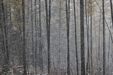 autumn forest background, tree in nature landscape