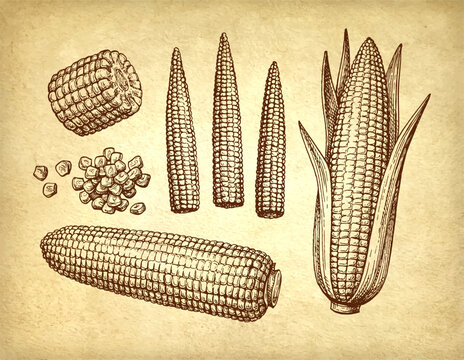 Ink drawing of corn.
