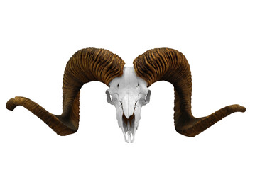 animal skull with big horns transparent