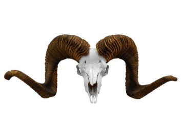 animal skull with big horns transparent