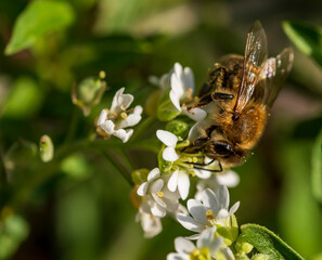 Eine Biene an einer weißen Blüte