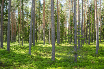 Lush and summery Pine grove in rural Estonia