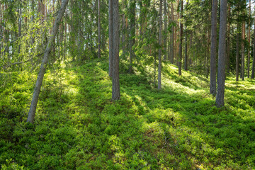 Lush and summery Pine grove in rural Estonia