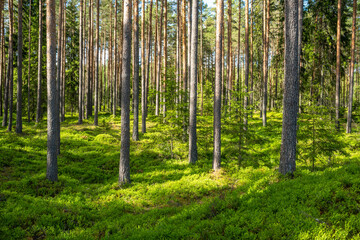 Lush and summery Pine grove in rural Estonia