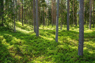 Lush and summery Pine grove in rural Estonia