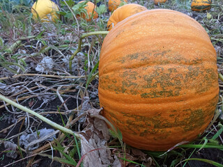 harvest pumpkin
