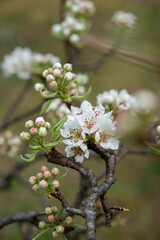 Pyrus communis, the common pear, is a species of pear native to central and eastern Europe, and western Asia. Close up..