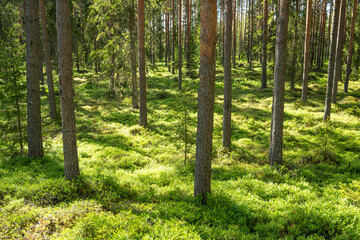 Lush and summery Pine grove in rural Estonia
