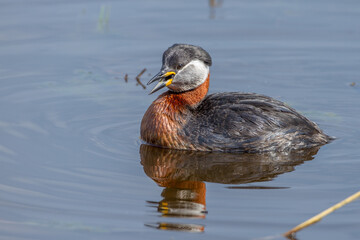 Rothalstaucher (Podiceps grisegena)