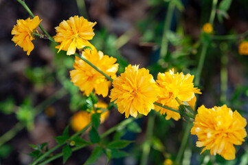 Kerria japonica is a deciduous, yellow-flowering shrub in the Rosaceae family, native to China, Japan and Korea..