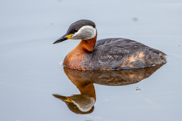 Fototapeta premium Rothalstaucher (Podiceps grisegena)