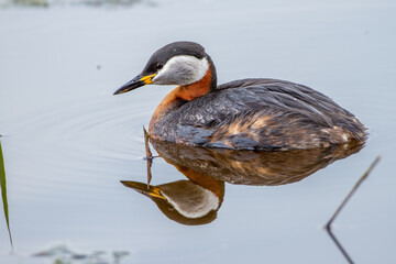 Rothalstaucher (Podiceps grisegena)