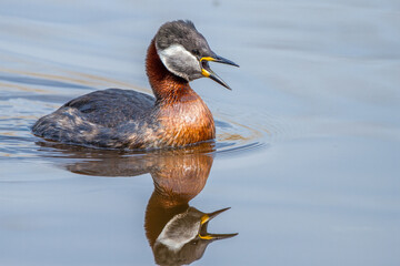 Rothalstaucher (Podiceps grisegena)