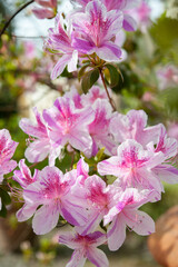 Rhododendron yedoense f. poukhanense, the Korean azalea, is a species of flowering plant in the...