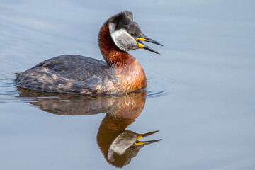 Rothalstaucher (Podiceps grisegena)