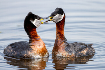 Rothalstaucher (Podiceps grisegena)