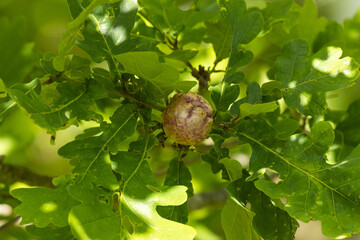 Close-up of large Galls on Common oak leaves created by gall wasp Cynips quercusfolii in Estonian...
