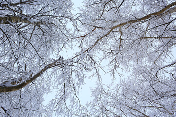 Obraz premium branches covered with frost background abstract winter december view