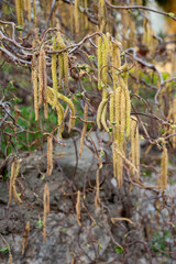 Corylus avellana, with its typical contorted and twisted branches. Close up.