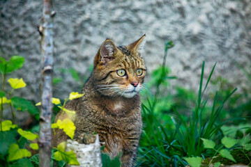 Europäische Wildkatze sitzt im Gras und beobachtet ihre Umgebung