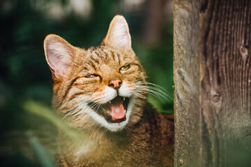 Grinsende europäische Wildkatze