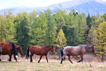 Fototapeta na wymiar horses running across the steppe, dynamic freedom herd