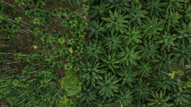 Top Down Aerial View of Palm Oil and Betel Nut Plantation