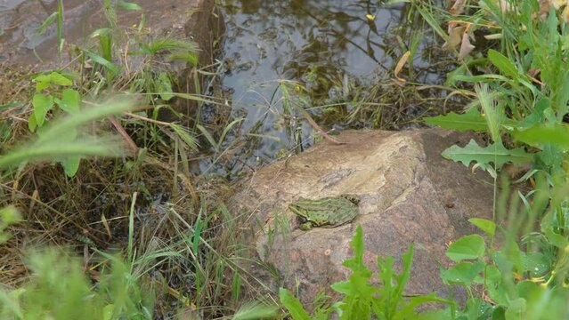 Common river frog close-up. Frog on the stone. Frog near the pond. The frog is sitting by the river. river frog.