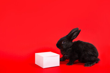 One black rabbit sits with white paper gift box isolated on red background. Hare is the symbol of 2023 according to the Chinese zodiac calendar. New Year greeting card. Farm animals. Cute pets family