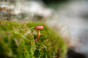 mushroom In the moss
