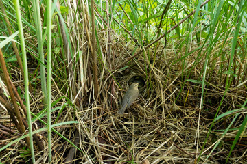 Naklejka na ściany i meble Chiffchaff feeding chicks in a nest during a breeding season in Estonian boreal forest