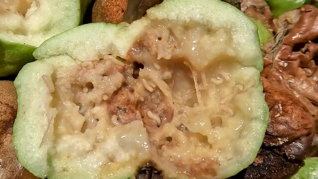 A pile of crystal guava that is wormy rotten due to pest fruit fly attacks, inside fruit is filled with larvae.