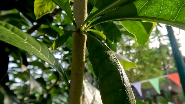 Indian bael twigs are brown with finely textured green leaves