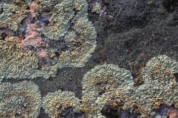 lichen moss texture background, nature abstract old stone