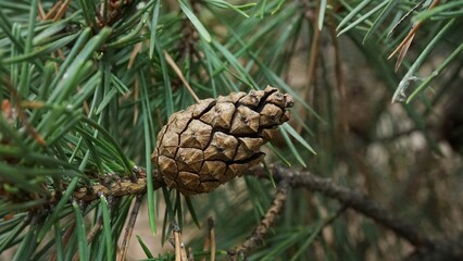 Pine cones in the forest