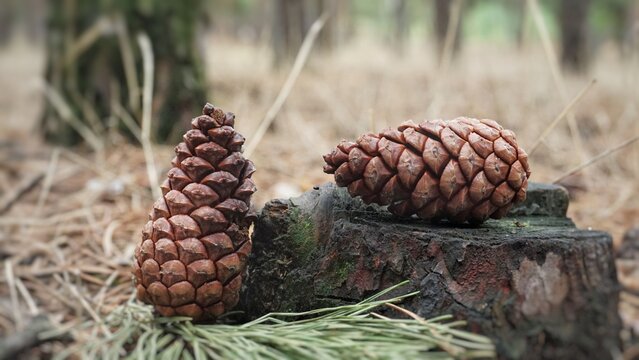 Pine cones in the forest.Two large closed red burgundy brown cones lie on a stump on the ground on the grass on needles in the forest