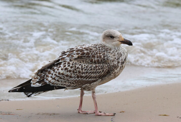Great black-backed gull
