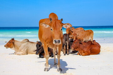 African cows on the beach of Nungwi Zanzibar
