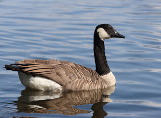 Canada goose