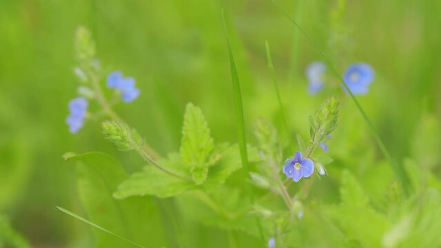 Flower germander speedwell or veronica chamaedrys or cat s eyes. Blue small flower on meadow. Shallow depth of field.