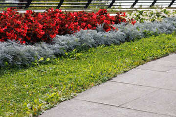 Flower border along the stone-paved walkway. Selective focus on flowers.