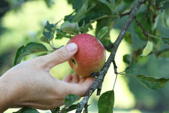 Bio Apfel, Natürlich und Gesunde Frucht