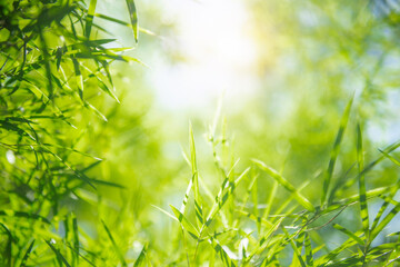 Fototapeta na wymiar green leaf bamboo background with sunshine